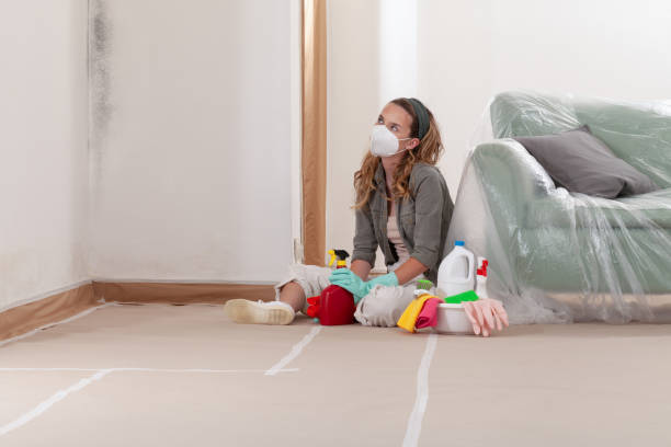 Reliable Black Mold Removal contractor in Little Orleans, MD by WQB Mold Removal
