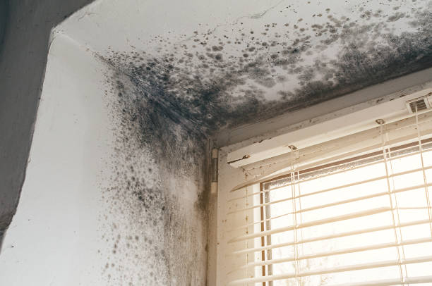 Affordable Black Mold Removal solutions in Little Orleans, MD